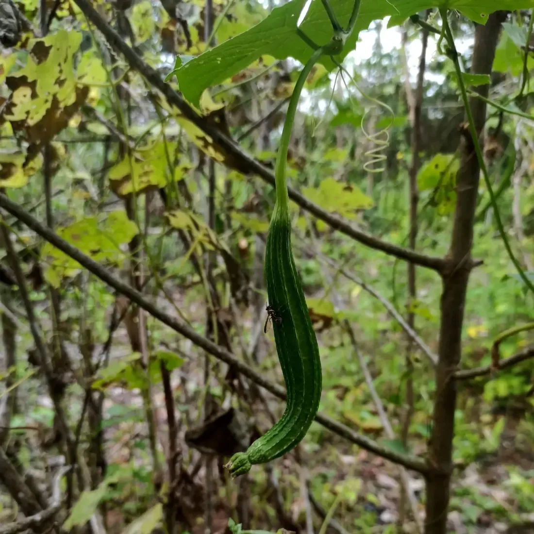 તુરીયા (Luffa acutangula)