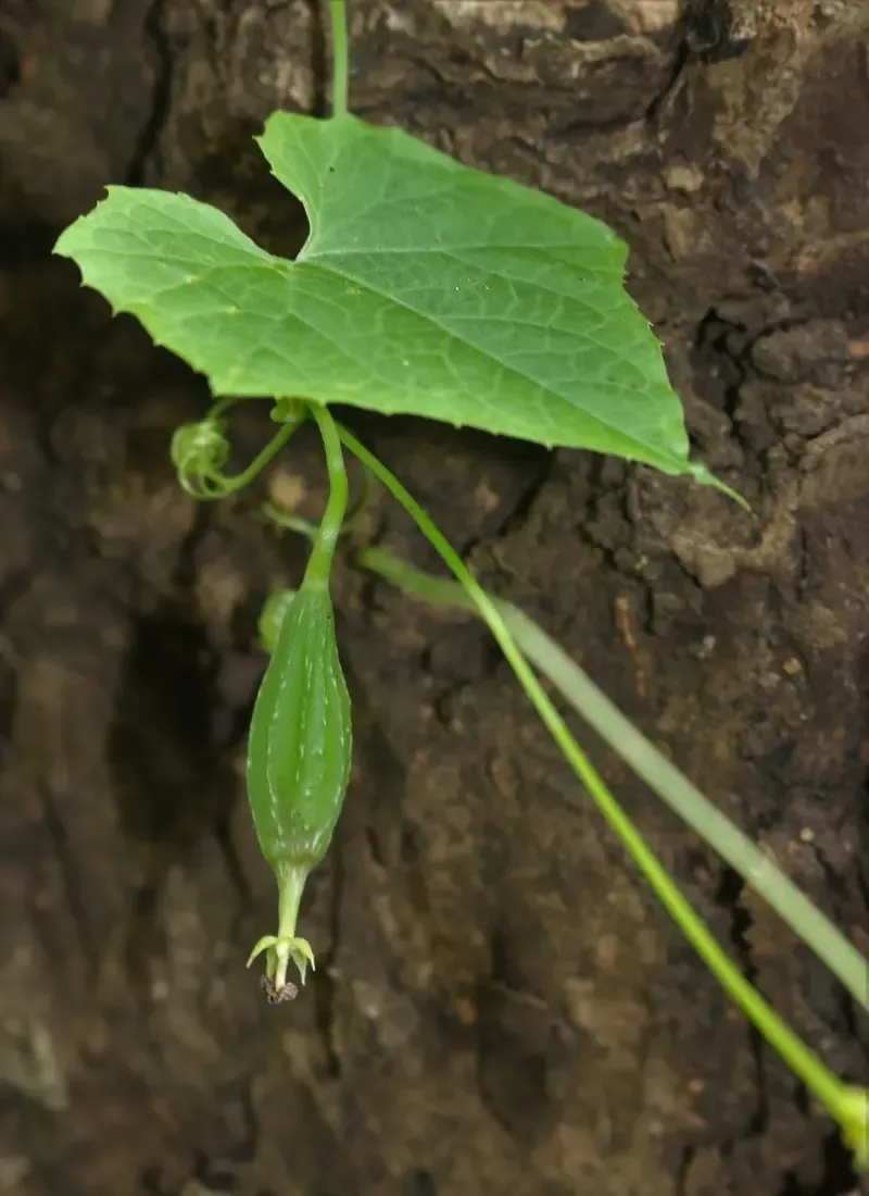 તુરીયા (Luffa acutangula)