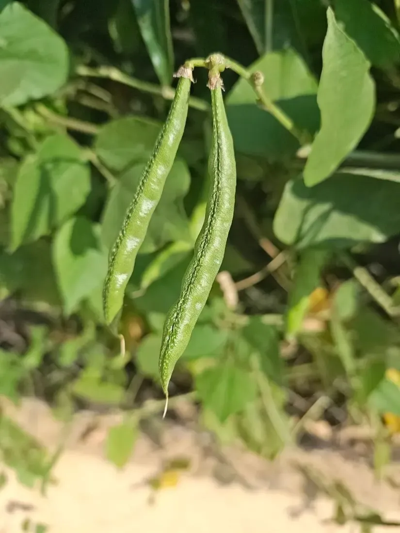 તુરીયા (Luffa acutangula)