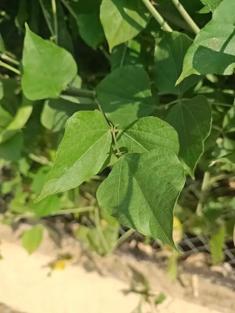 તુરીયા (Luffa acutangula)