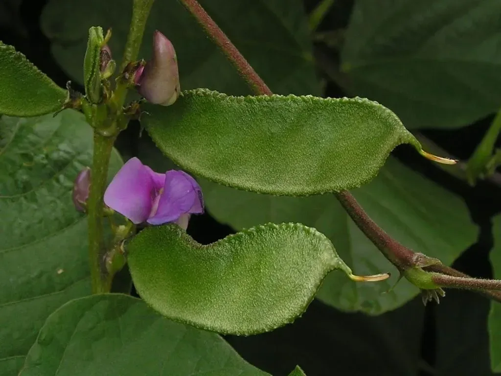 તુરીયા (Luffa acutangula)