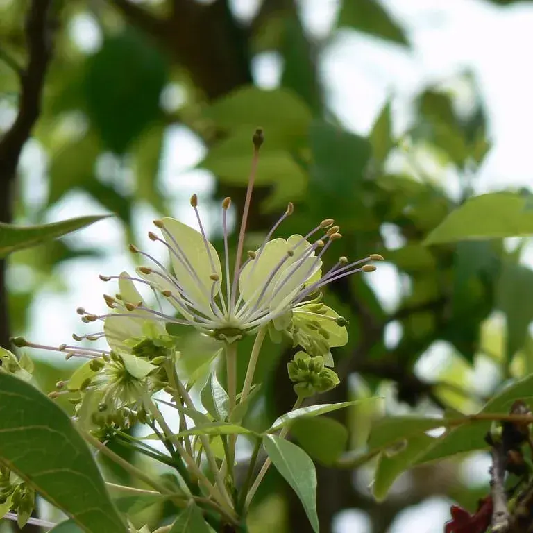 વરુણ (Crataeva adansonii)