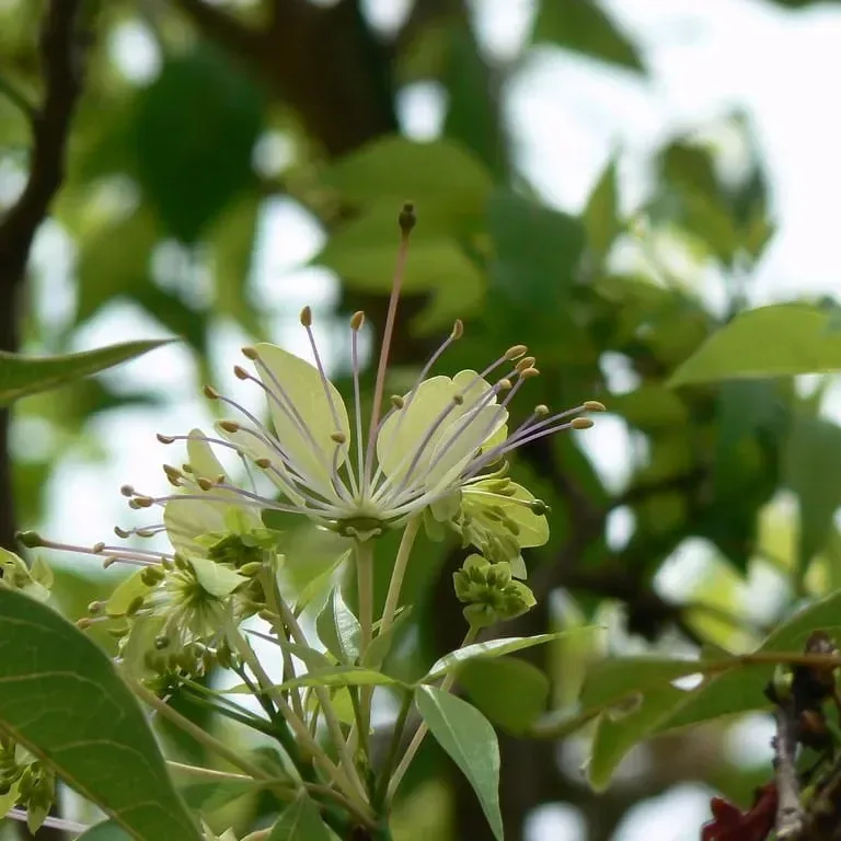 વરુણ (Crataeva adansonii)