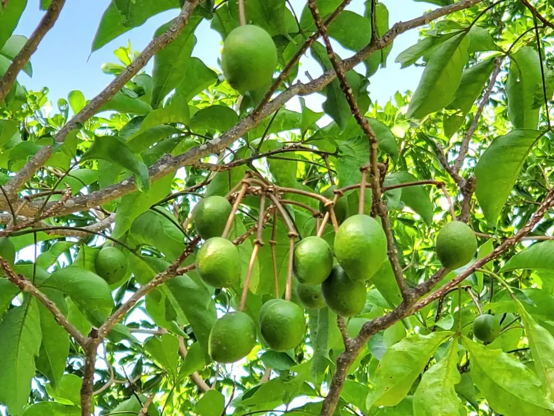 વરુણ (Crataeva adansonii)