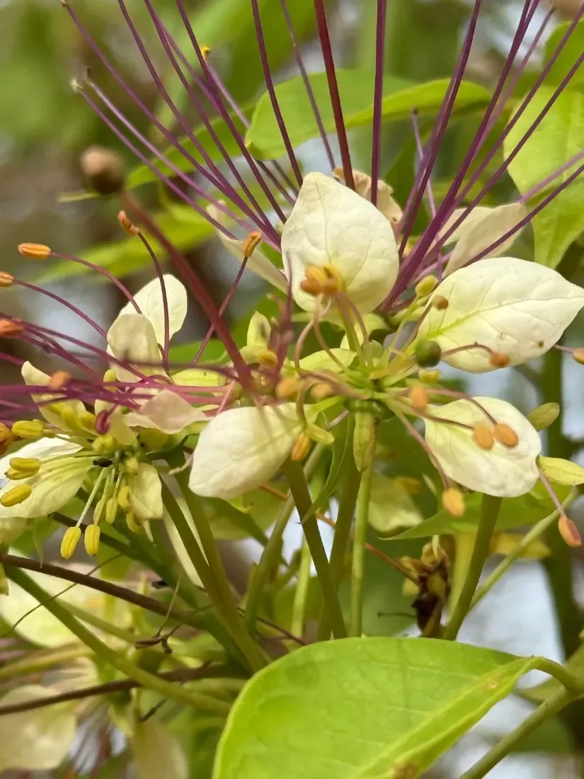 વરુણ (Crataeva adansonii)
