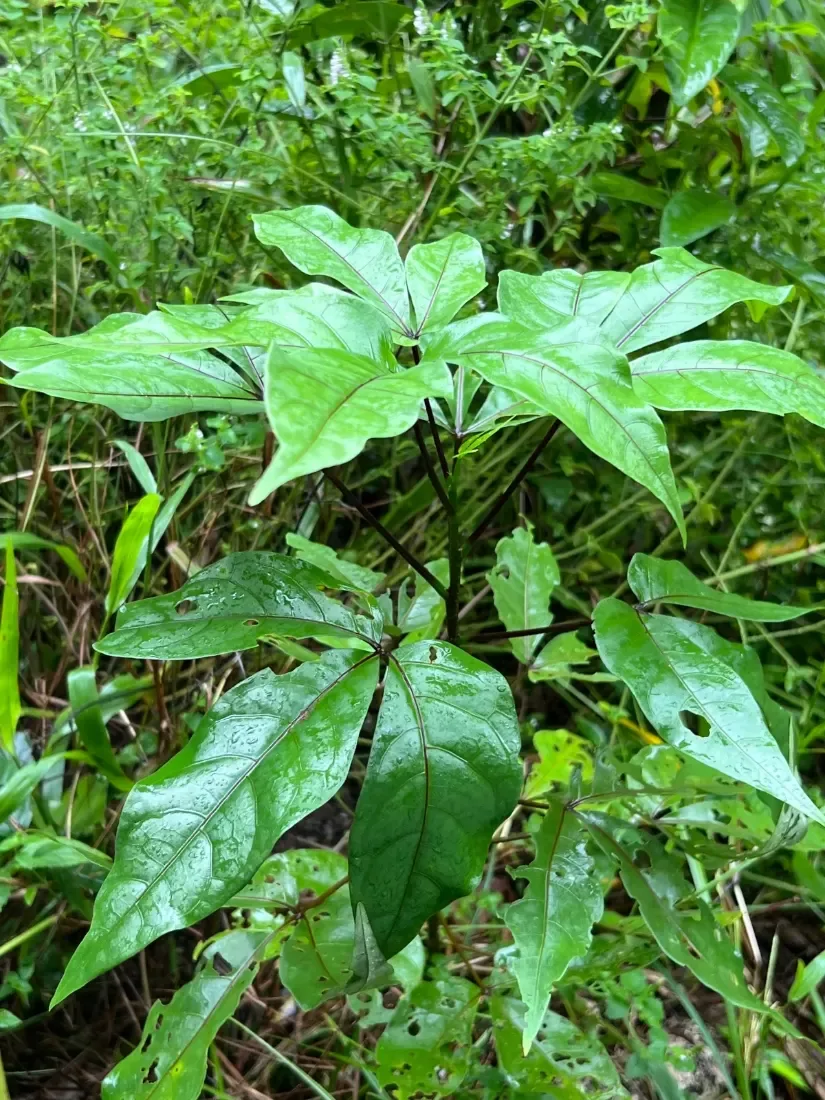 વરુણ (Crataeva adansonii)