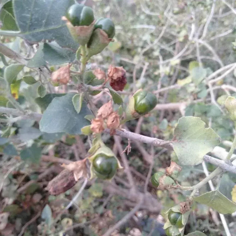 અરણી (Cloreodendrum phlomidis)