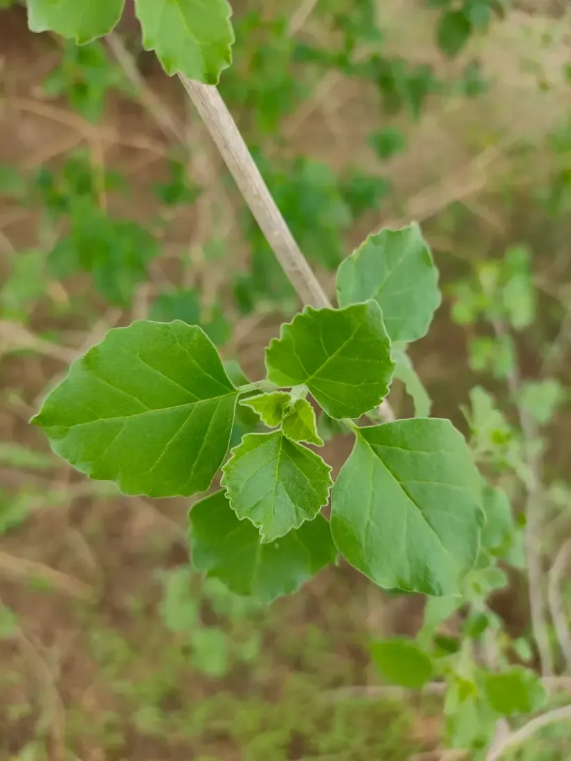 અરણી (Cloreodendrum phlomidis)