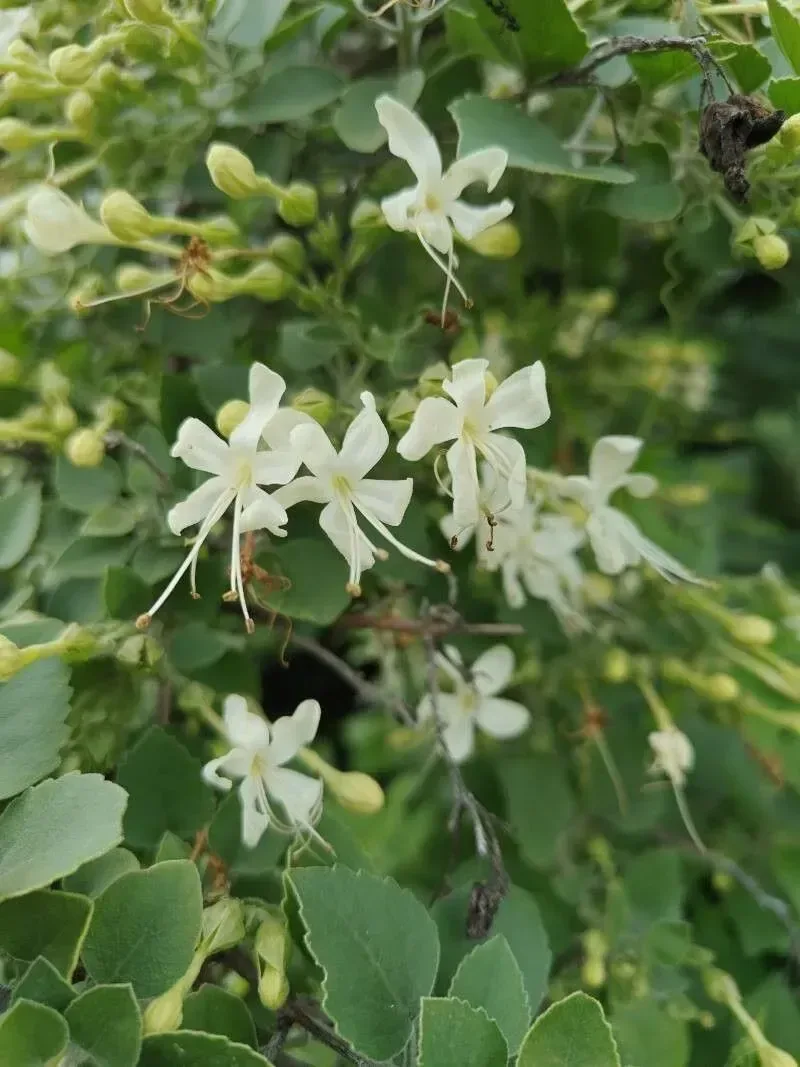 અરણી (Cloreodendrum phlomidis)