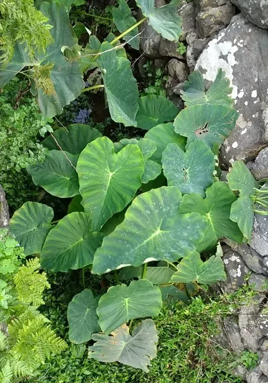 અરણી (Cloreodendrum phlomidis)