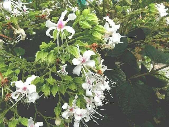 અરણી (Cloreodendrum phlomidis)