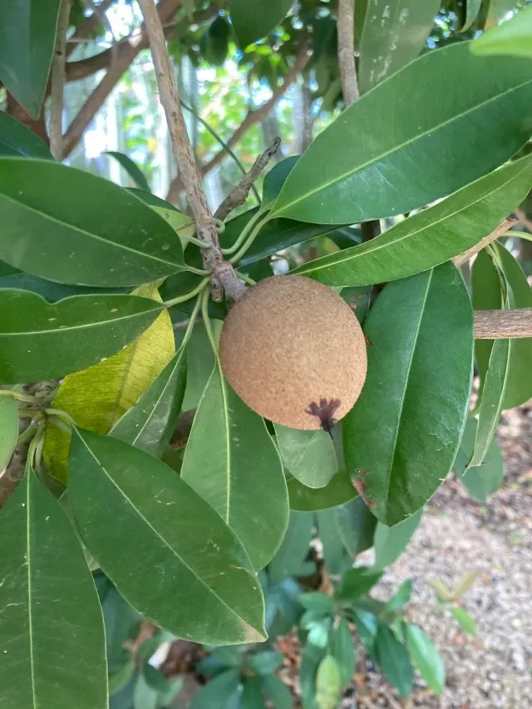 ચીકુ (Manilkara zapota)