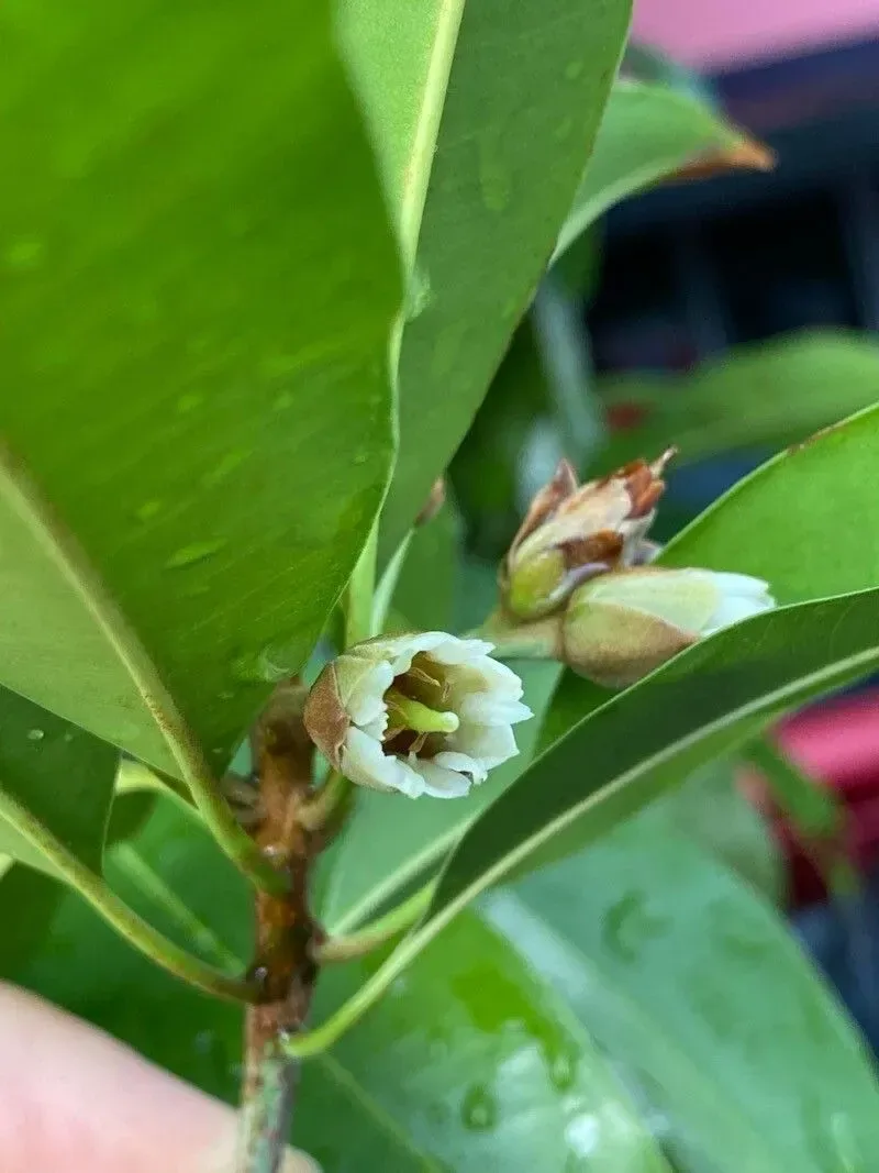 ચીકુ (Manilkara zapota)