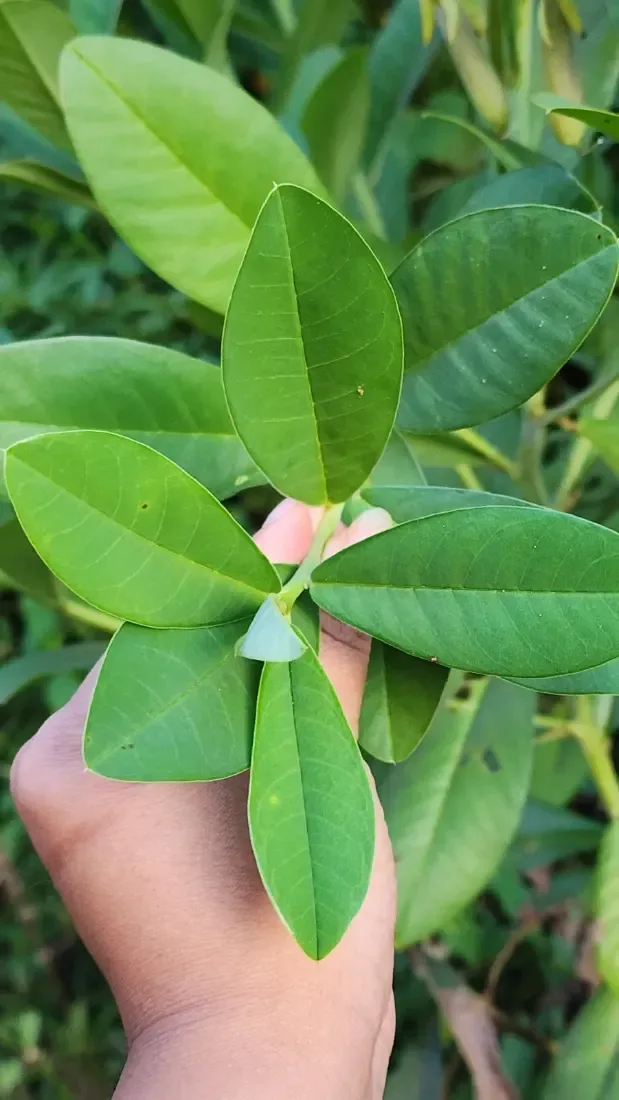 ઘૂઘરો (Crotalaria spectabilis)