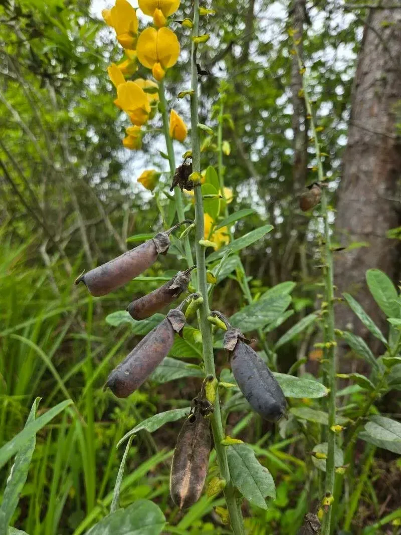 ઘૂઘરો (Crotalaria spectabilis)
