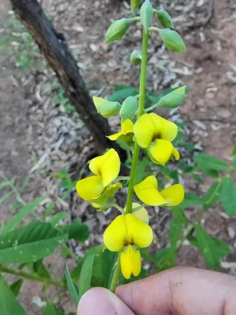 ઘૂઘરો (Crotalaria spectabilis)