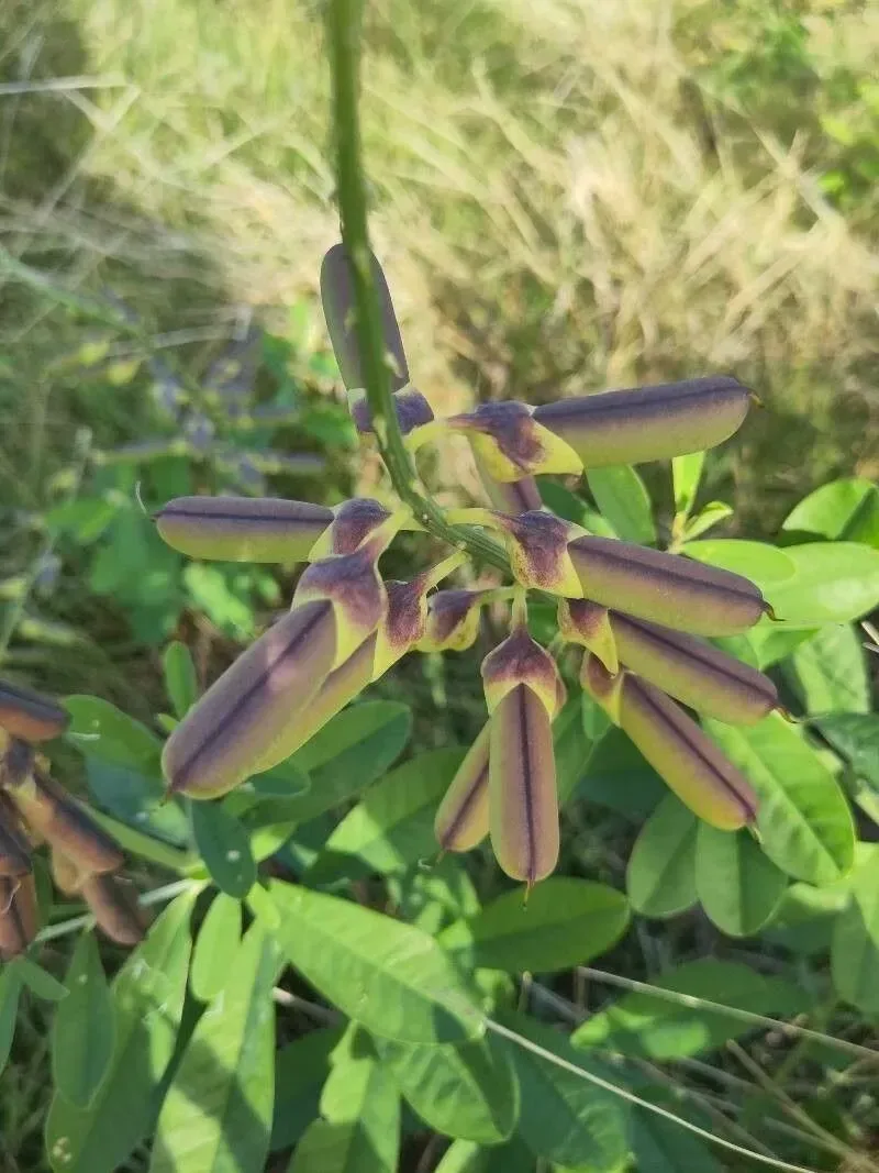 ઘૂઘરો (Crotalaria spectabilis)