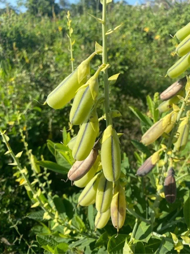 ઘૂઘરો (Crotalaria spectabilis)
