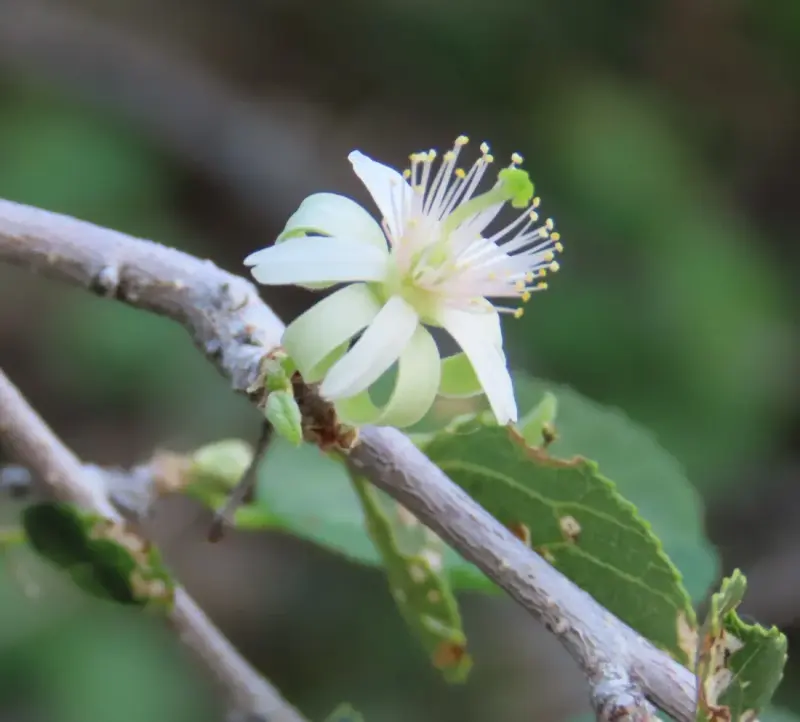 ગંગેટી (Grewia tenax)
