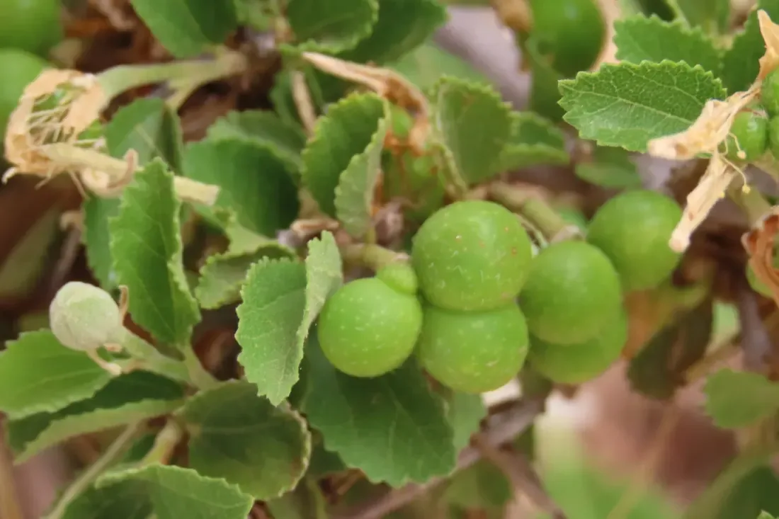 ગંગેટી (Grewia tenax)