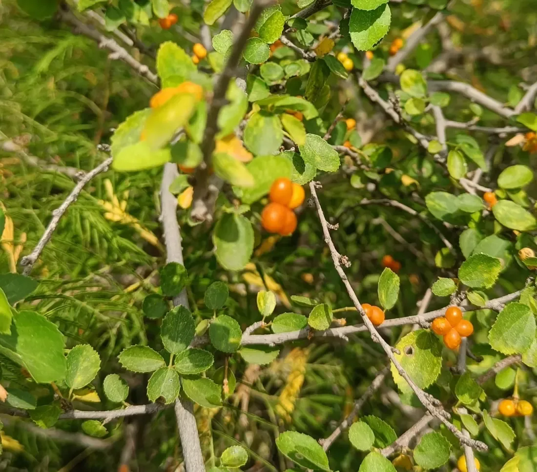 ગંગેટી (Grewia tenax)
