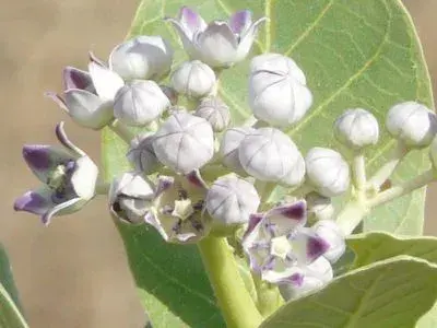 આકડો (Calotropis procera)