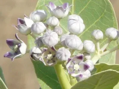 આકડો (Calotropis procera)
