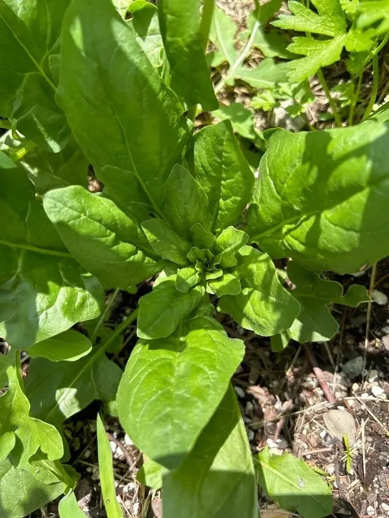 પાલક (Spinacia oleracea)