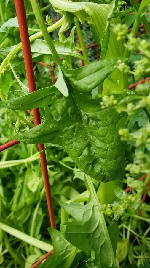 પાલક (Spinacia oleracea)