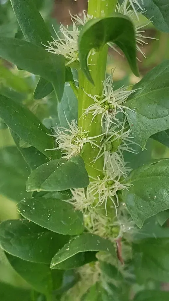 પાલક (Spinacia oleracea)
