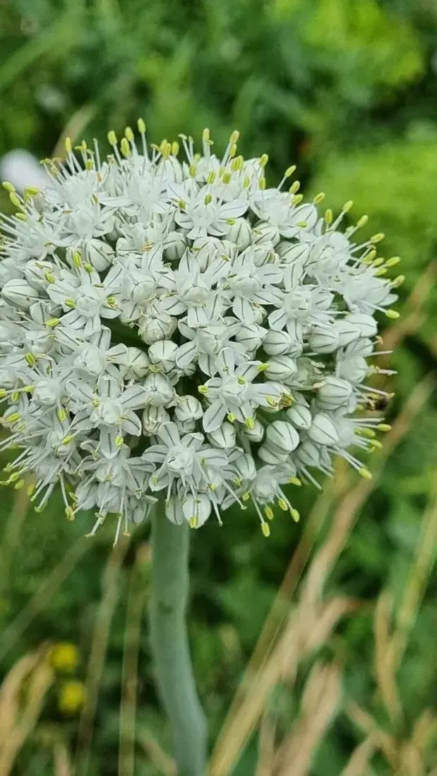 લીલી ડુંગળી (Allium cepa (common onion); Allium fistulosum is also used for bunching onion)