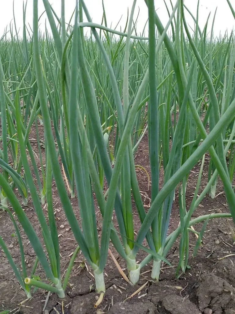 લીલી ડુંગળી (Allium cepa (common onion); Allium fistulosum is also used for bunching onion)