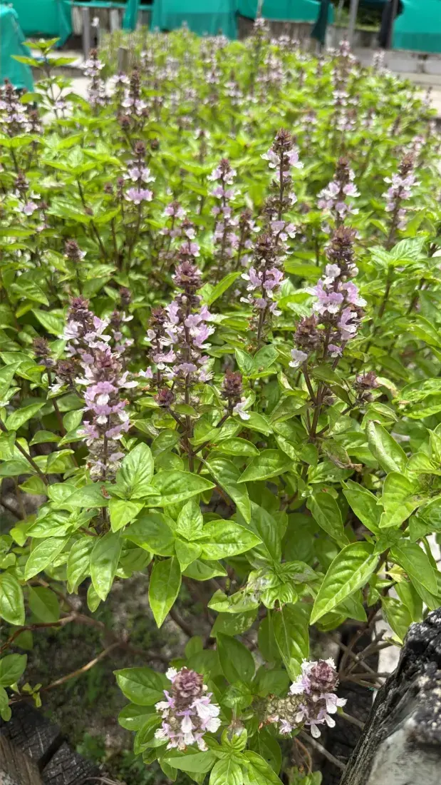 ડમરો (Ocimum basilicum)