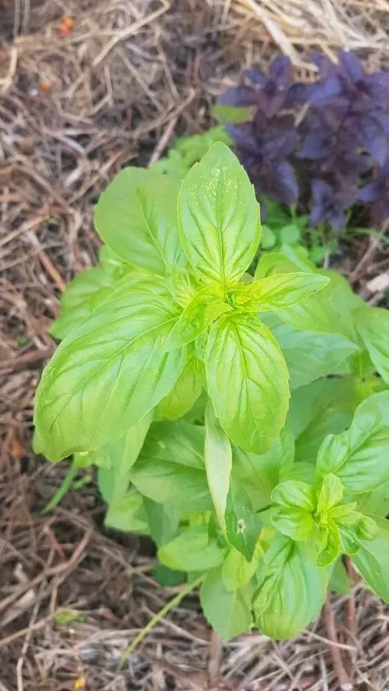 ડમરો (Ocimum basilicum)