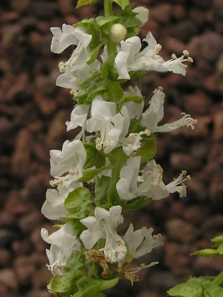 ડમરો (Ocimum basilicum)