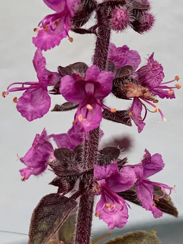ડમરો (Ocimum basilicum)