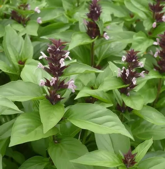 ડમરો (Ocimum basilicum)