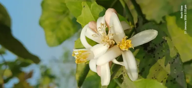 મોસંબી (Citrus limetta (sweet lime; taxonomy varies among citrus classifications))