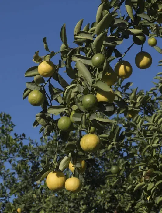 મોસંબી (Citrus limetta (sweet lime; taxonomy varies among citrus classifications))