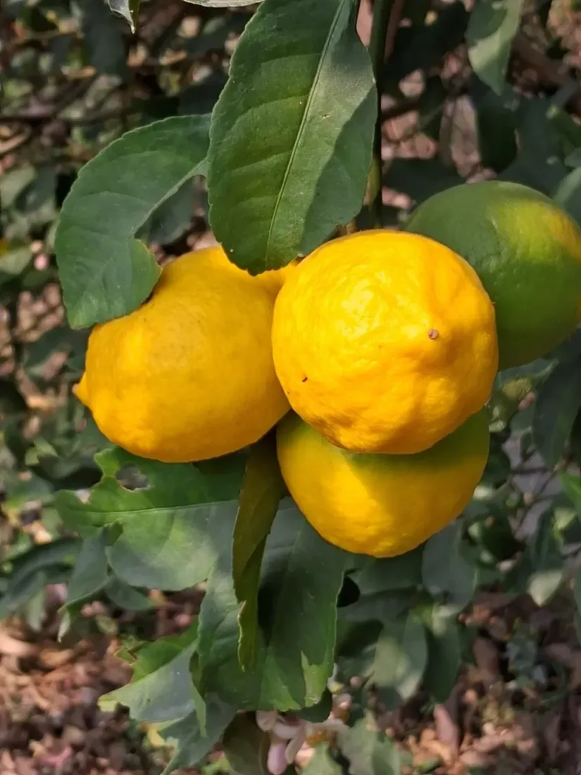 મોસંબી (Citrus limetta (sweet lime; taxonomy varies among citrus classifications))