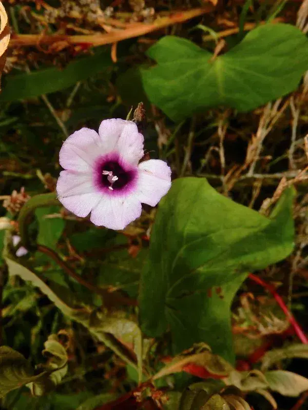 શક્કરિયા (Ipomoea batatas)