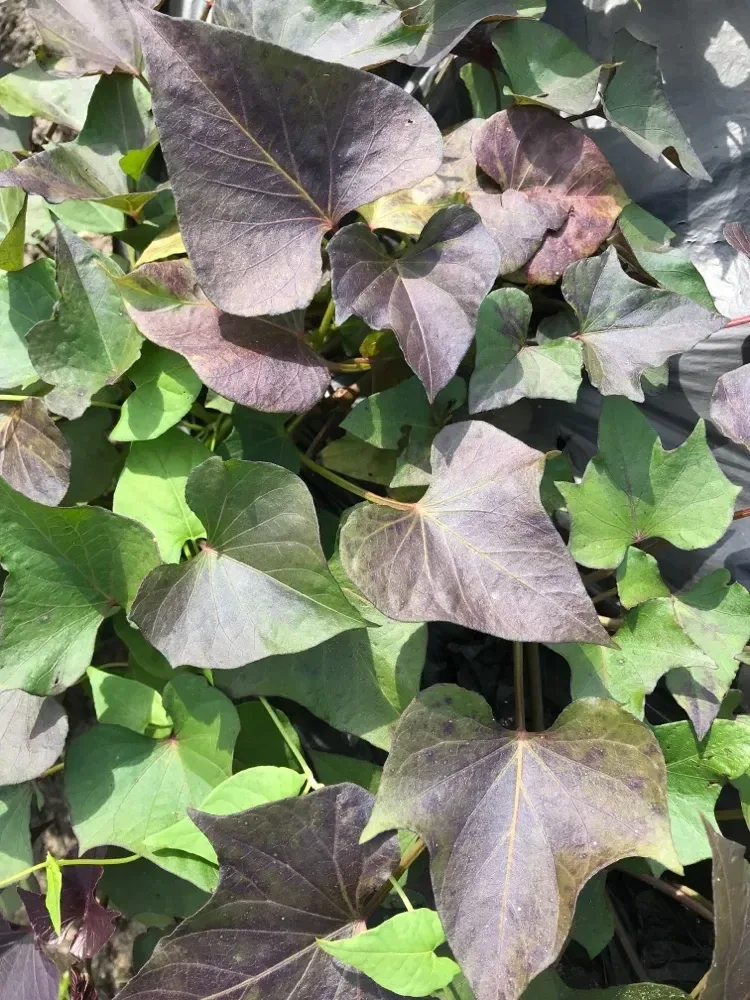 શક્કરિયા (Ipomoea batatas)