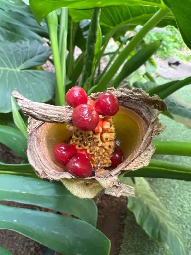 અળવીના પાંદડાં (Colocasia esculenta)