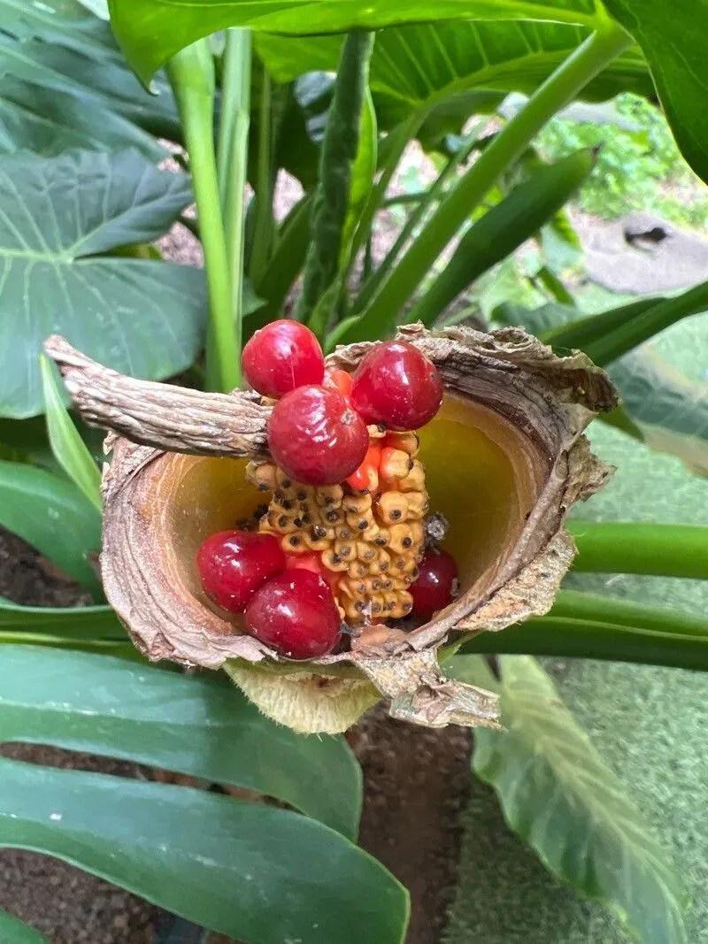 અળવીના પાંદડાં (Colocasia esculenta)