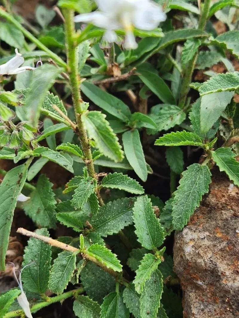 Tiny flower hibiscus (Hibiscus micranthus)
