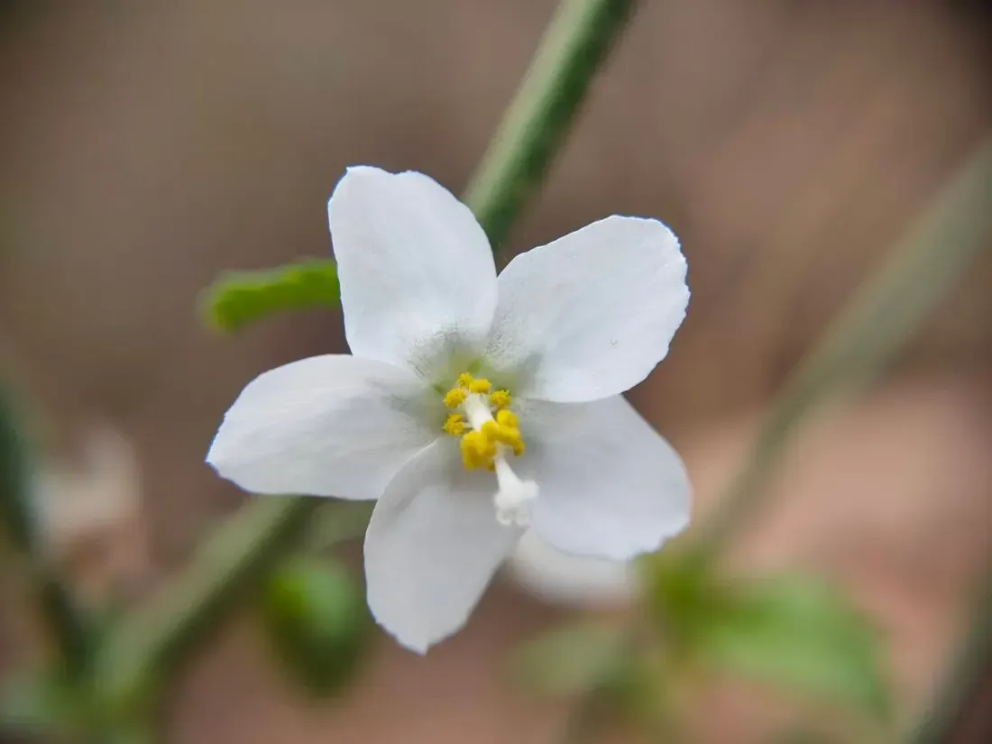Tiny flower hibiscus (Hibiscus micranthus)