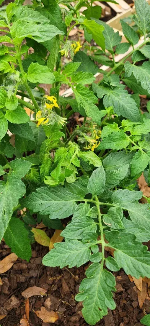 ટામેટા (Solanum lycopersicum)