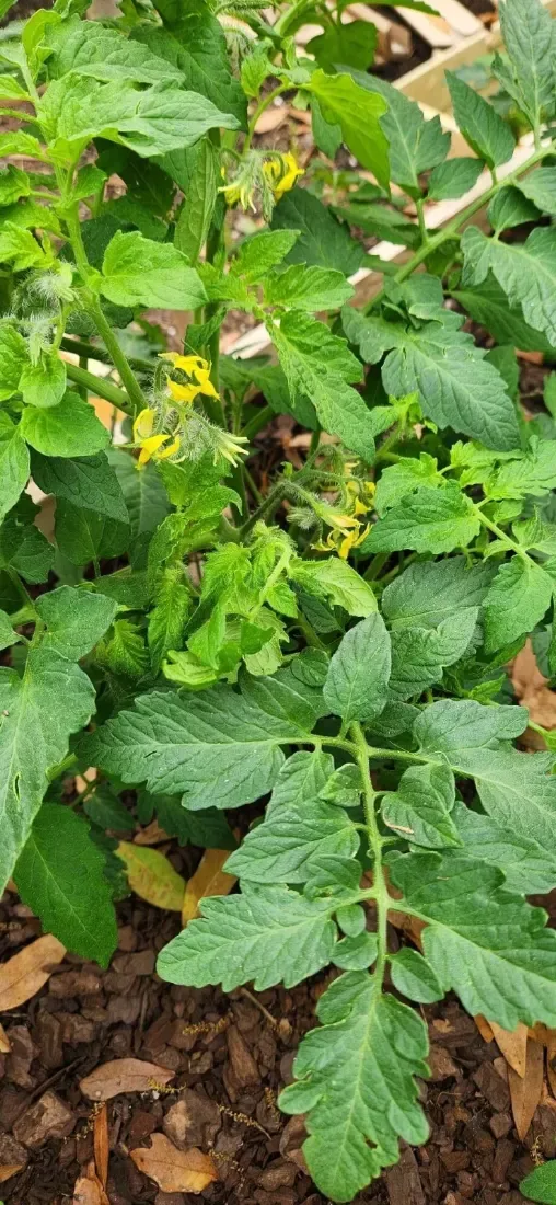 ટામેટા (Solanum lycopersicum)