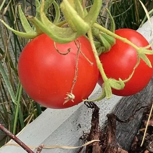 ટામેટા (Solanum lycopersicum)
