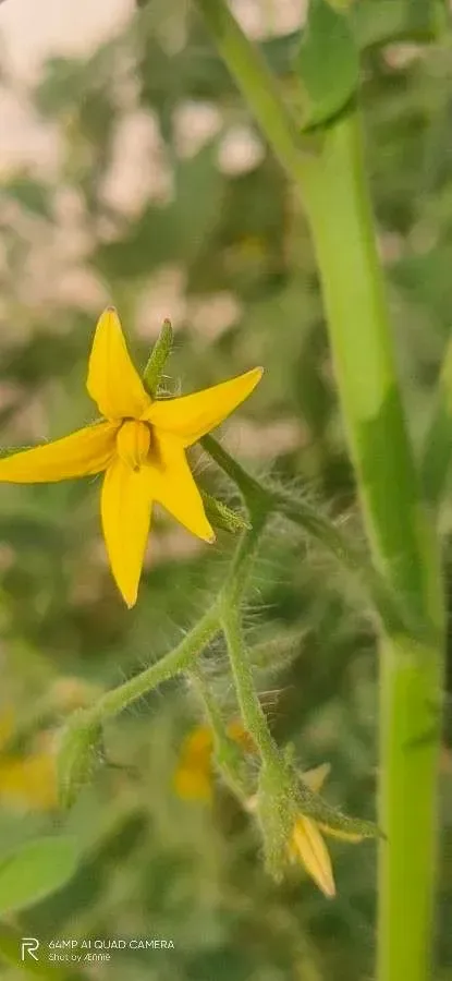 ટામેટા (Solanum lycopersicum)